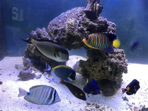 tang fish|Least Aggressive Tangs .
